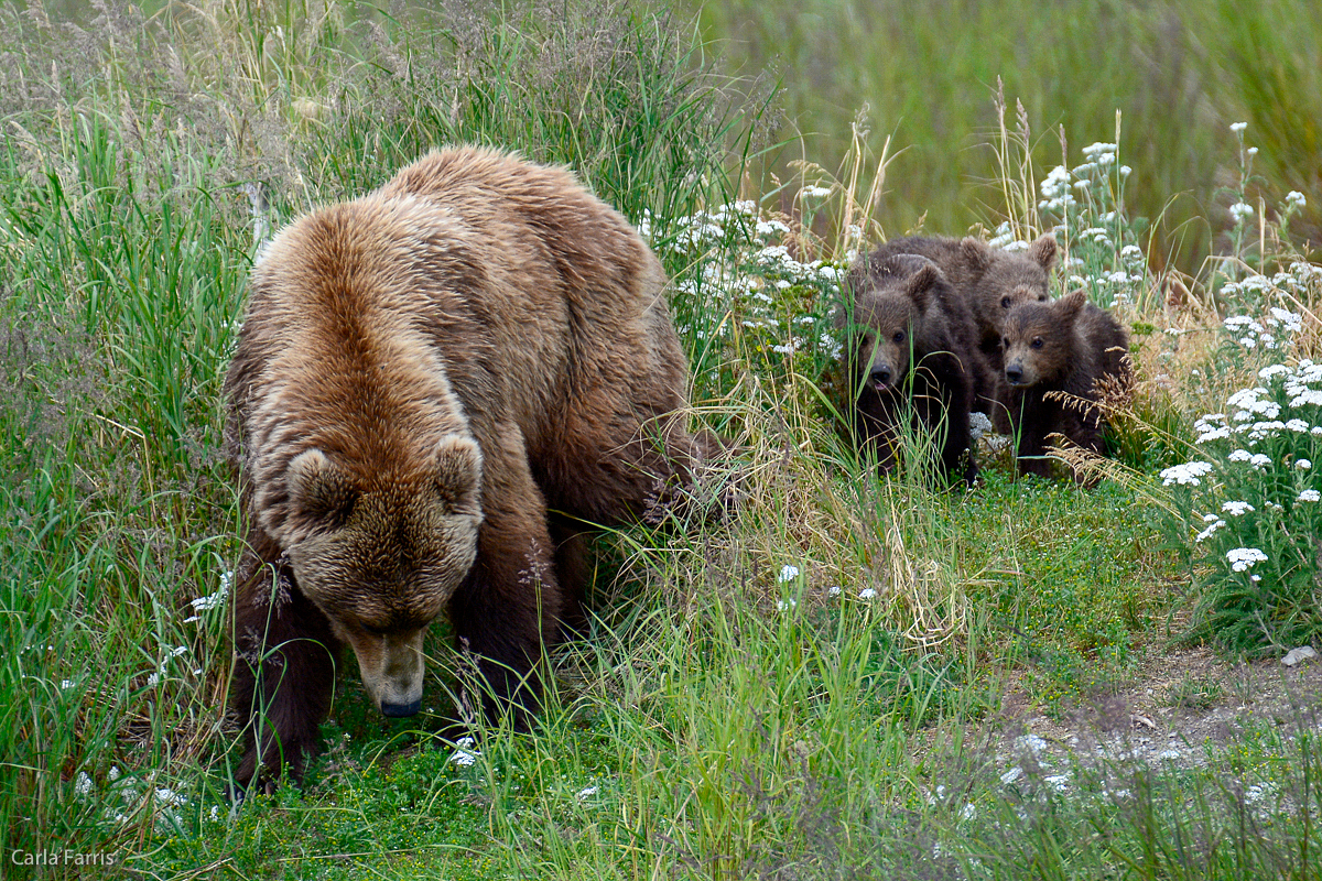 402 & 4 spring cubs