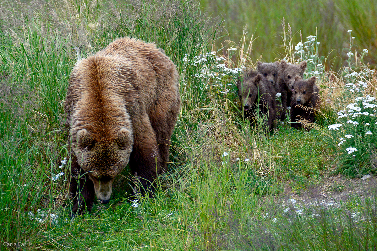 402 & 4 spring cubs