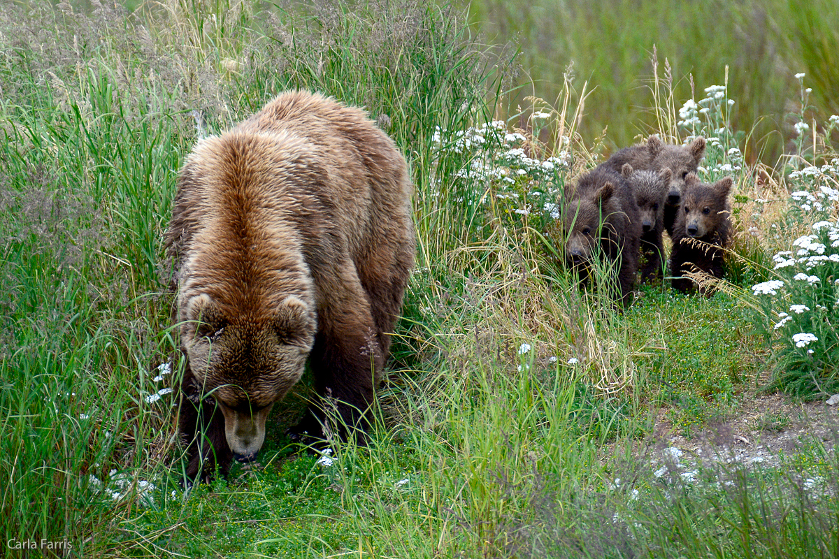 402 & 4 spring cubs