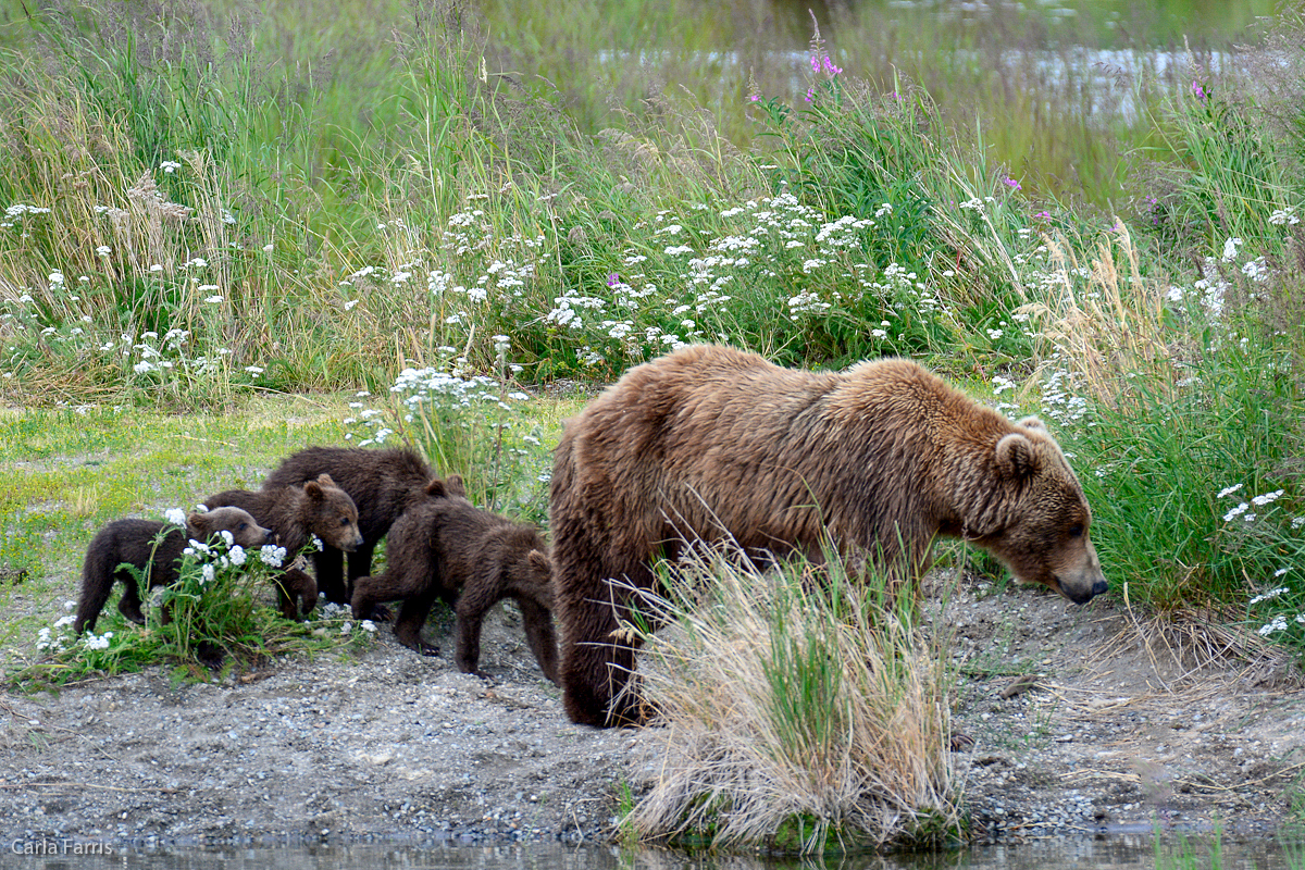 402 & 4 spring cubs