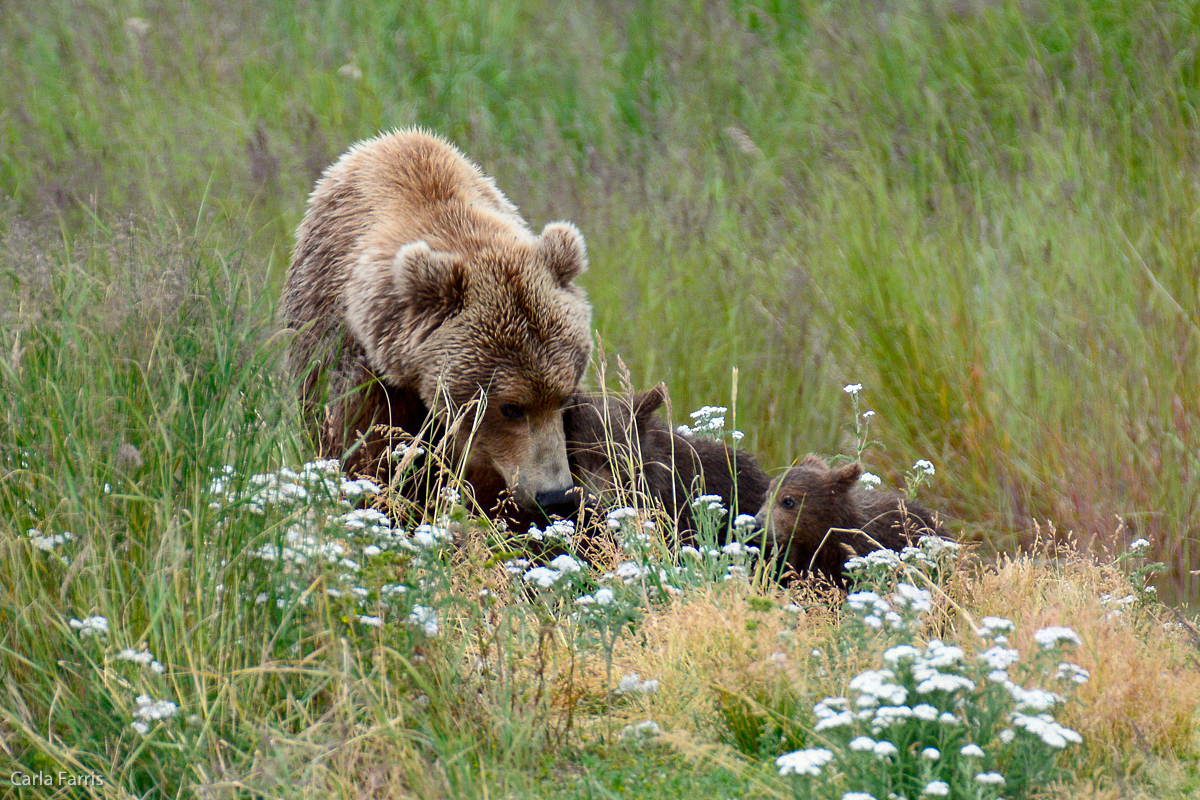 402 & 4 spring cubs