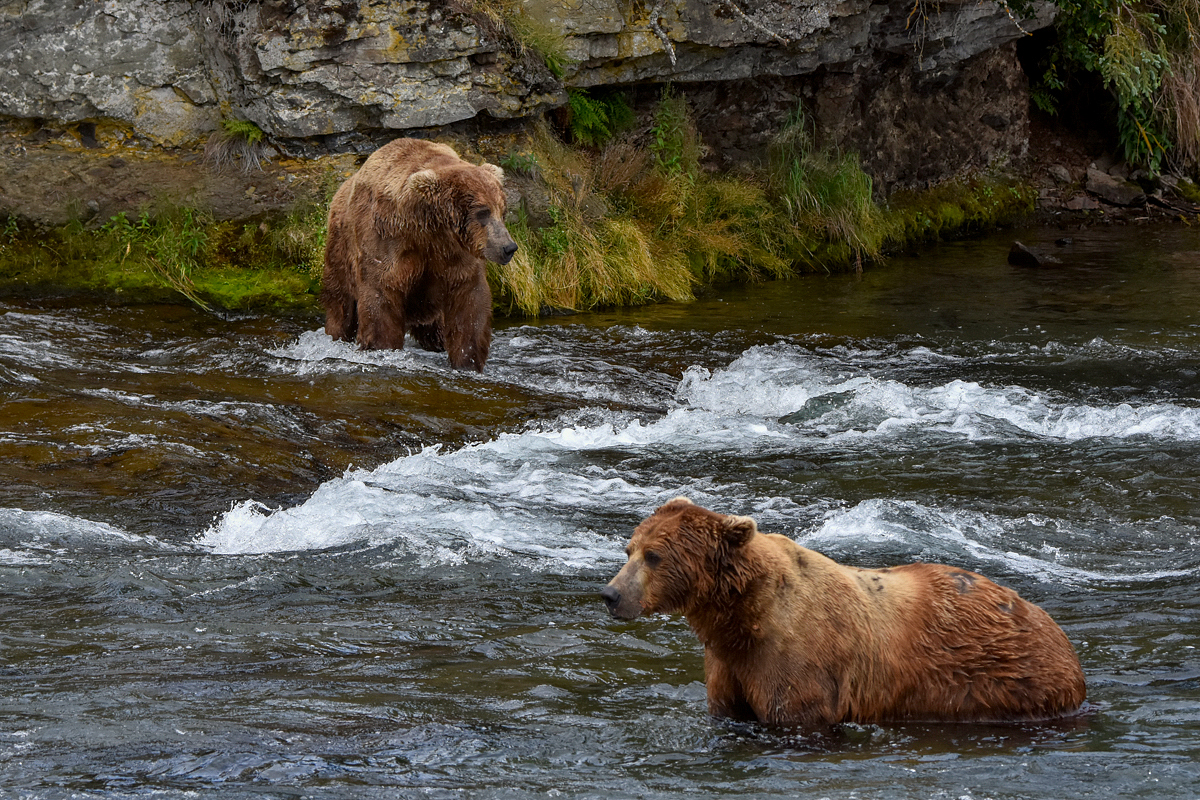 Scare D Bear (755) and Chunk (32)