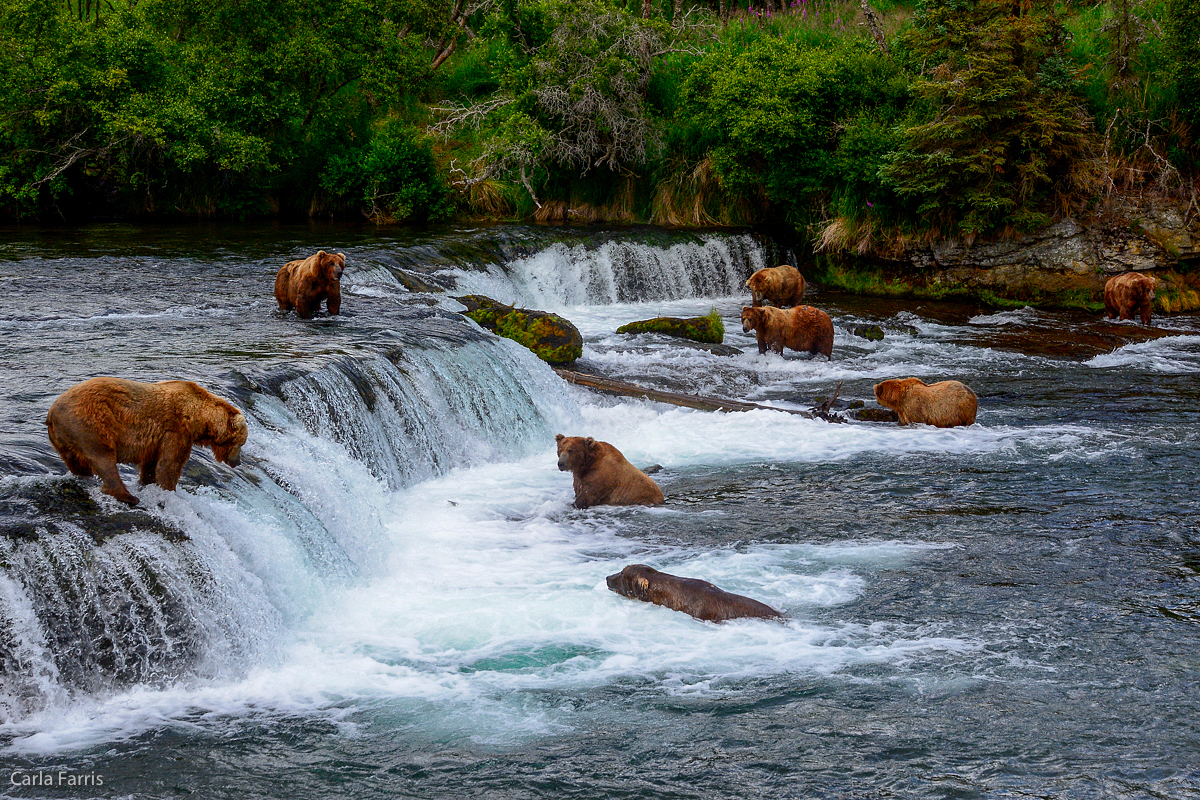 Bears at the Falls