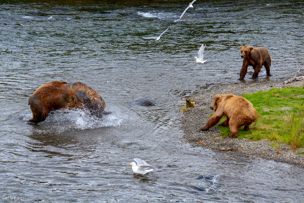 856 takes off after the other bears