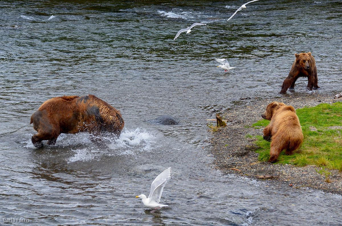 856 takes off after the other bears