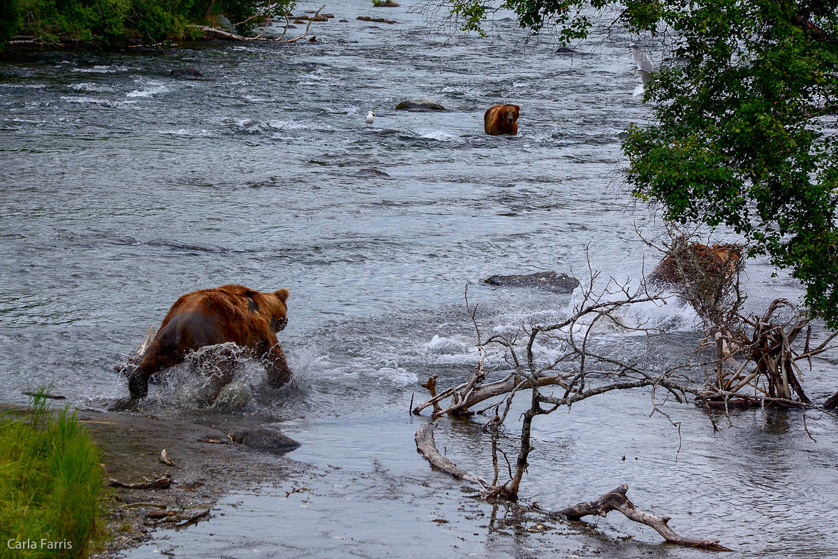 856 chases off another bear