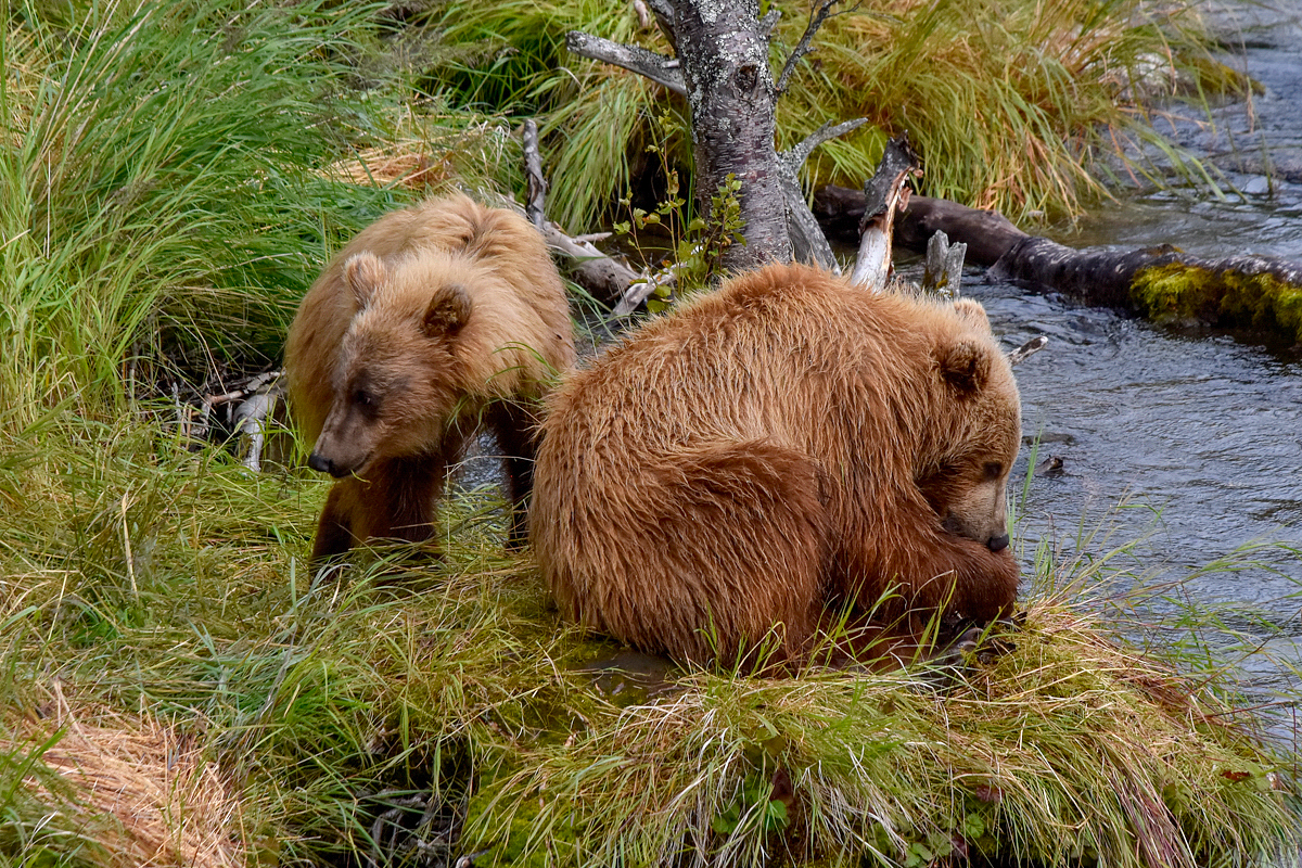 132's cubs