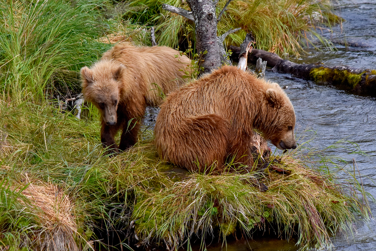 132's cubs