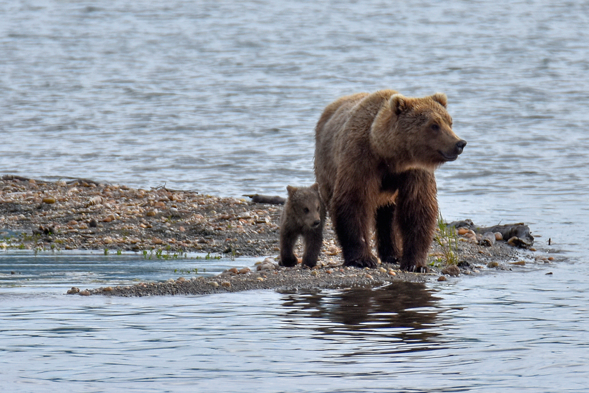 39 and cub