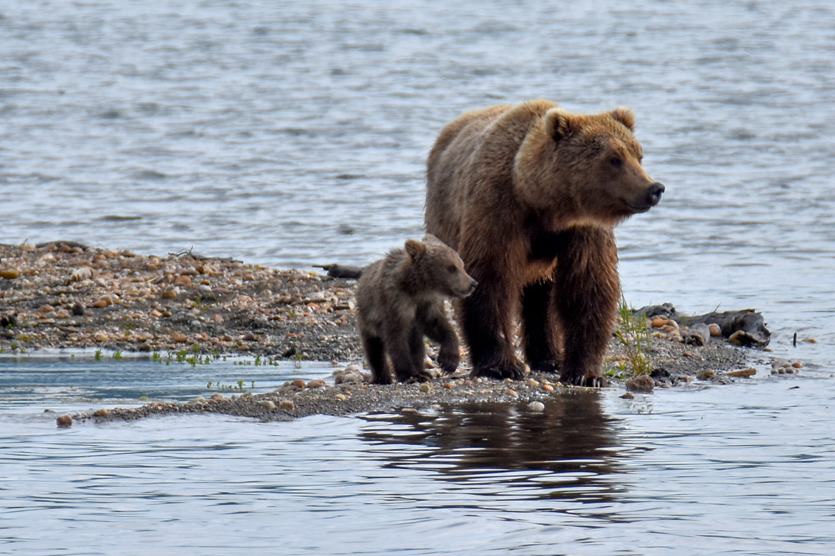 39 and cub