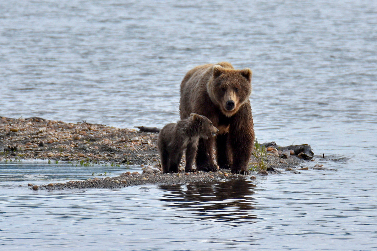 39 and cub