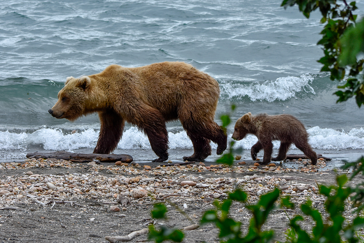 39 and cub