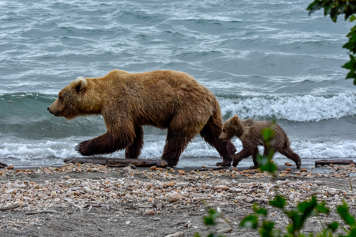 39 and cub