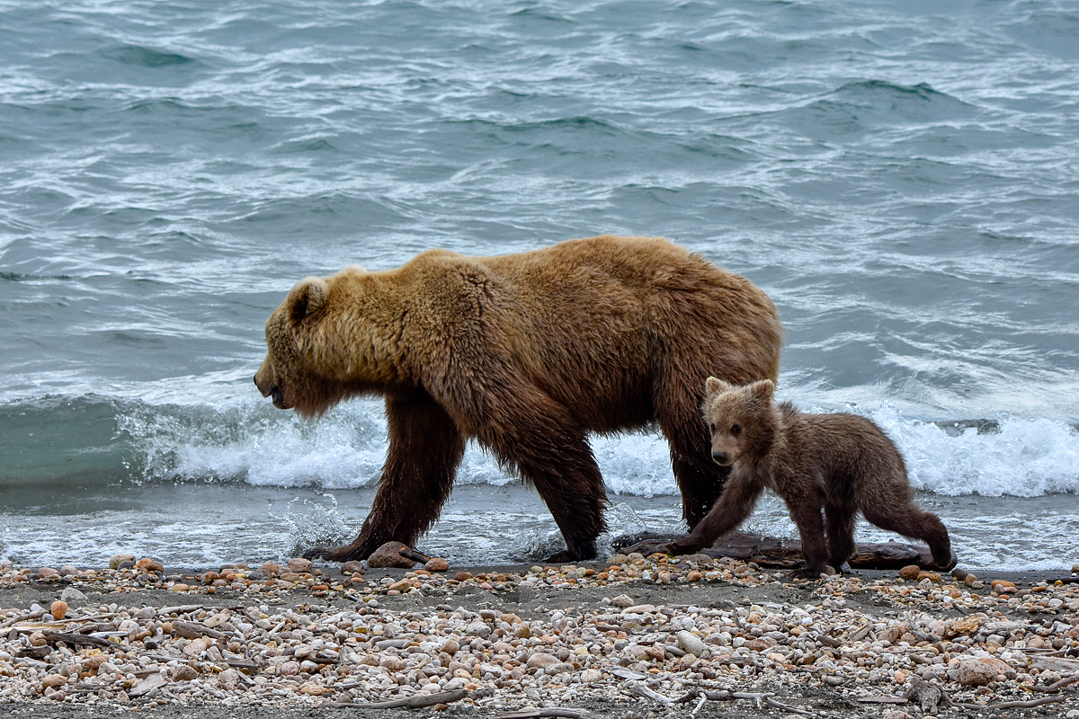 39 and cub