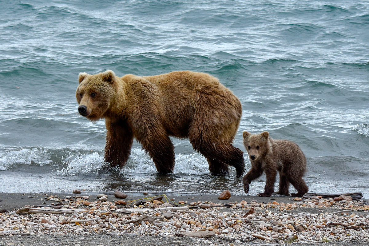 39 and cub