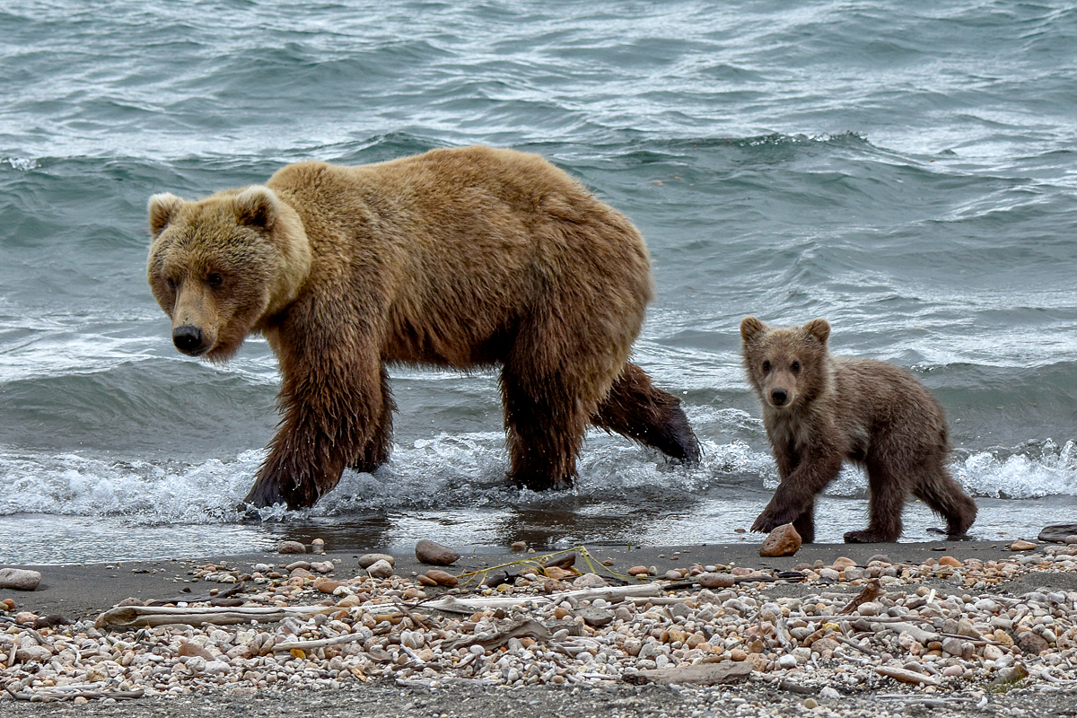 39 and cub