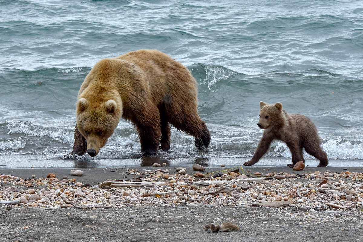 39 and cub