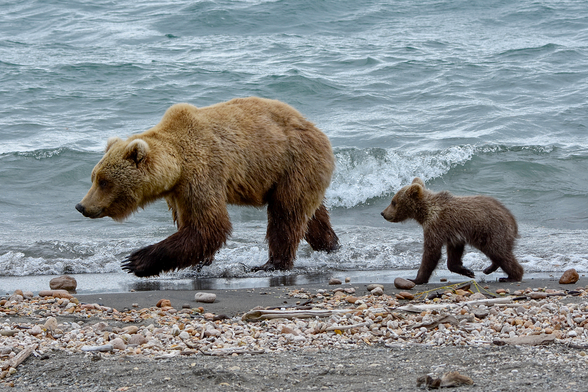 39 and cub