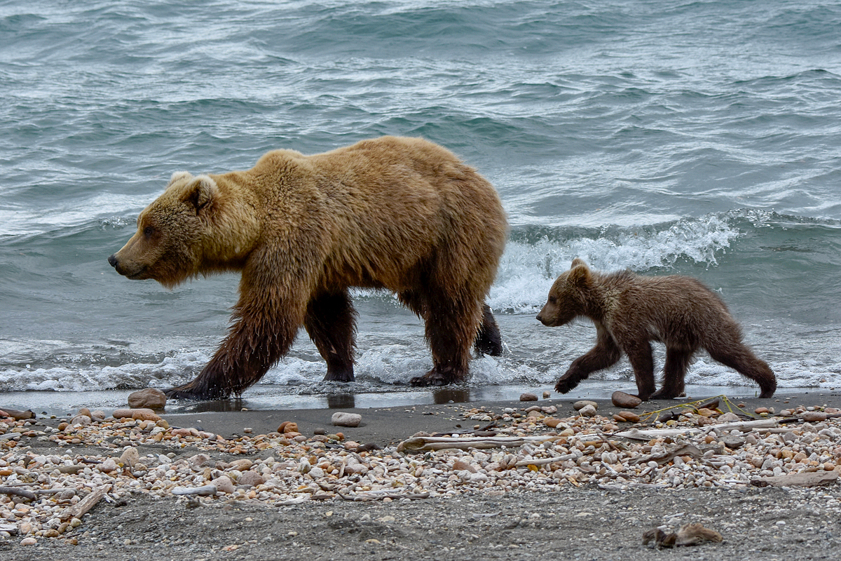 39 and cub