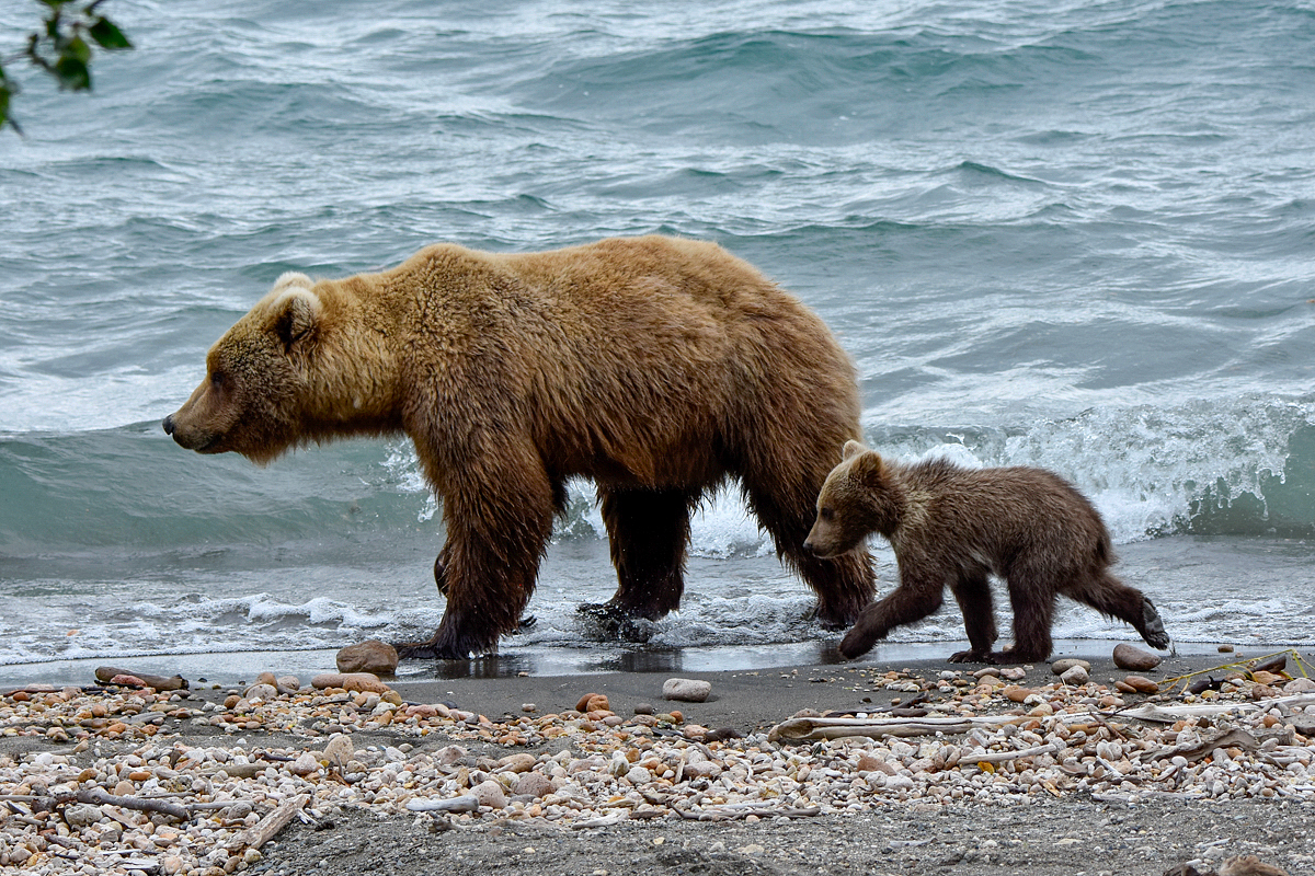 39 and cub