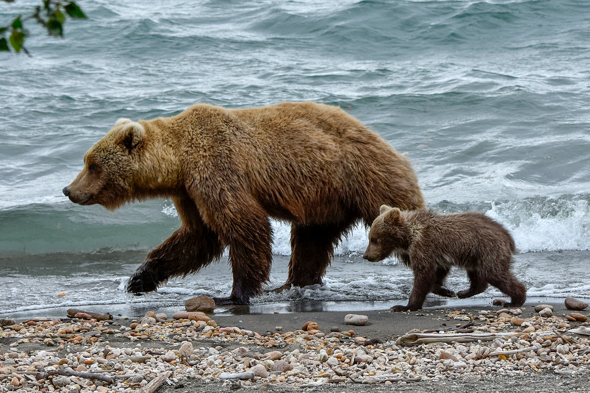 39 and cub