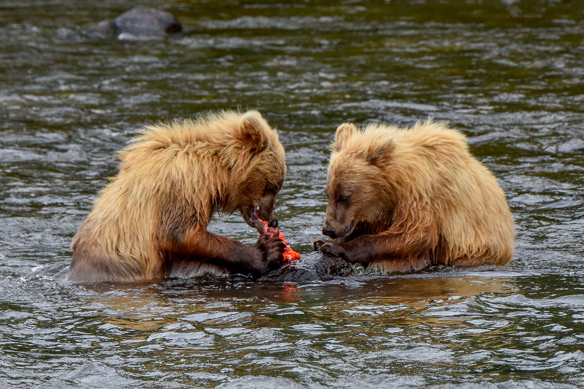 132's cubs