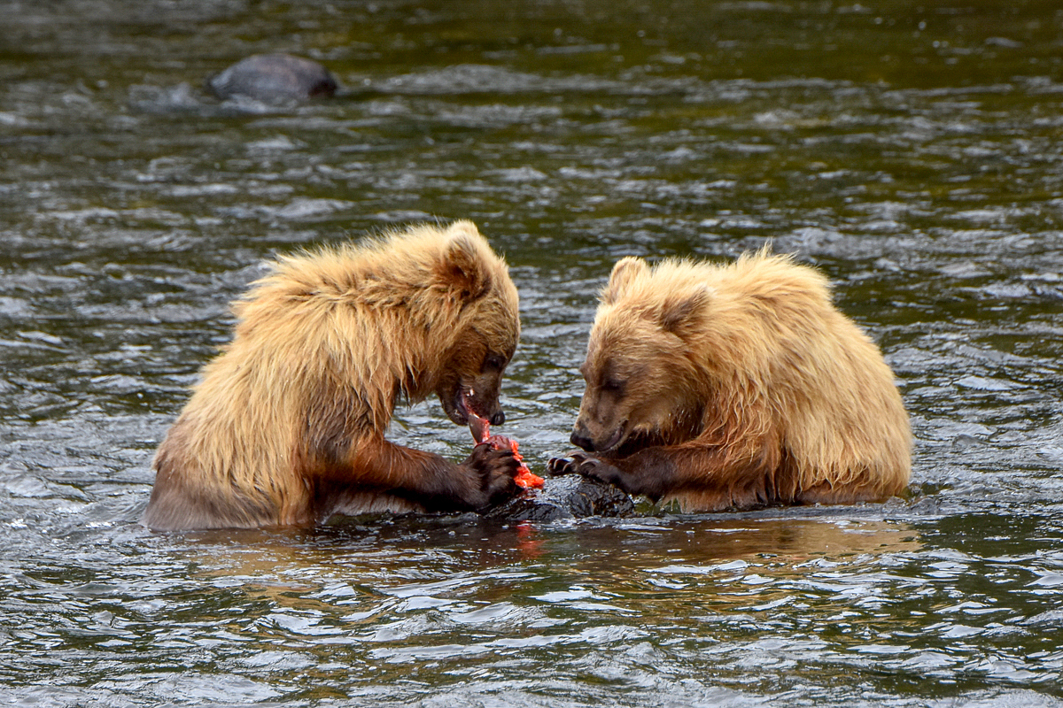 132's cubs