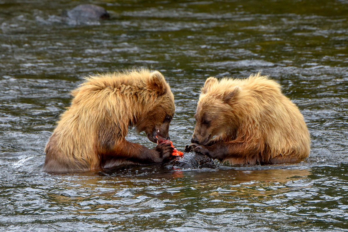 132's cubs