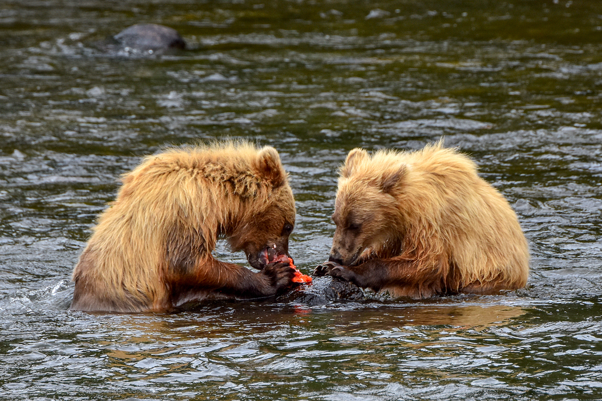 132's cubs