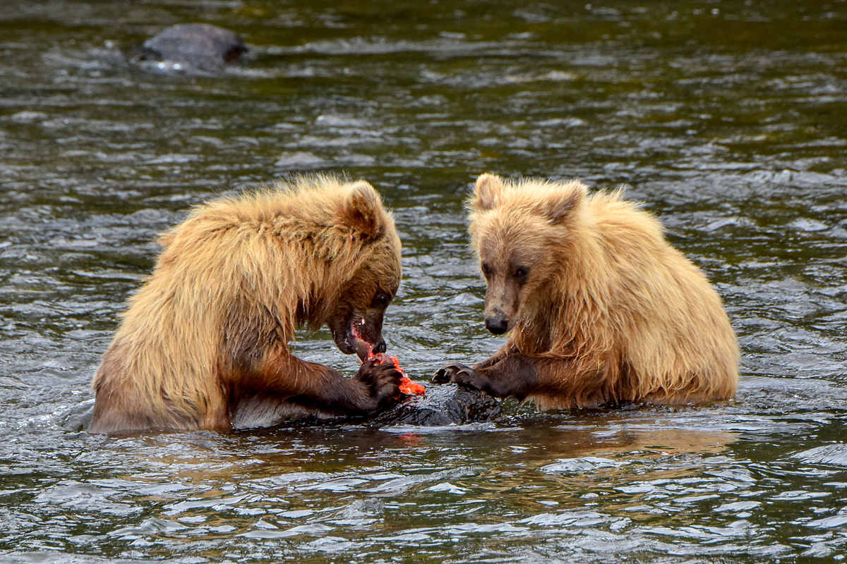 132's cubs