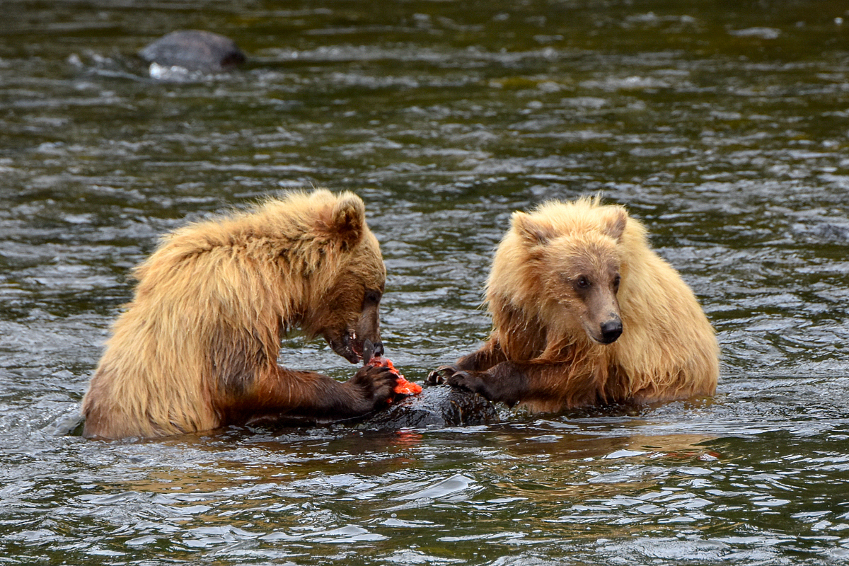 132's cubs