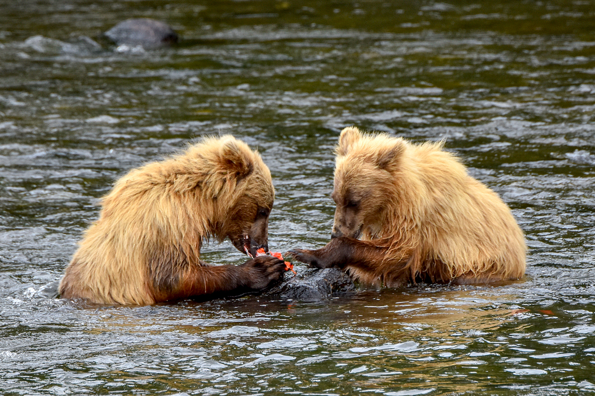 132's cubs