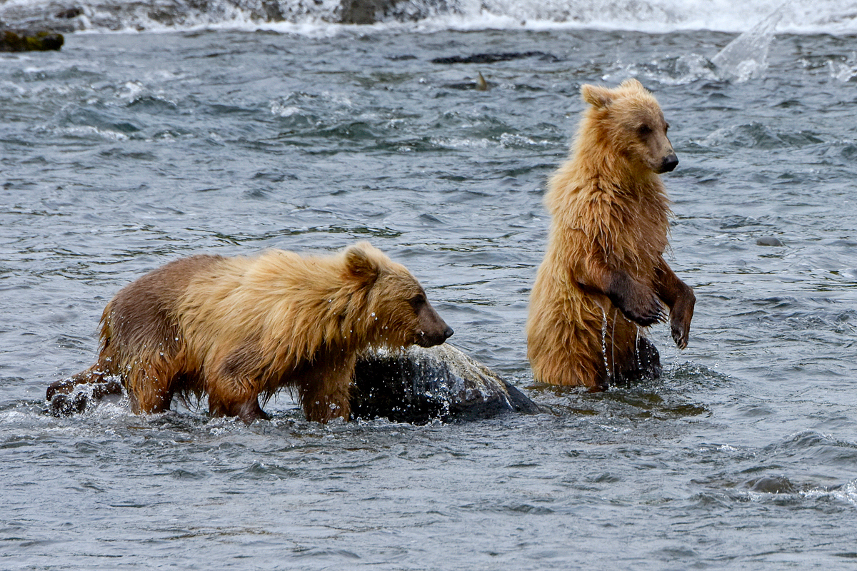 132's cubs