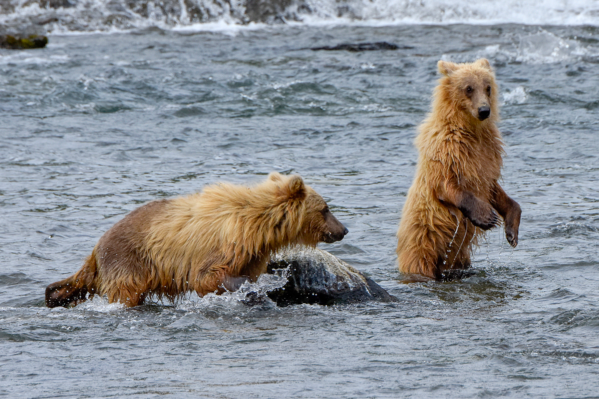 132's cubs