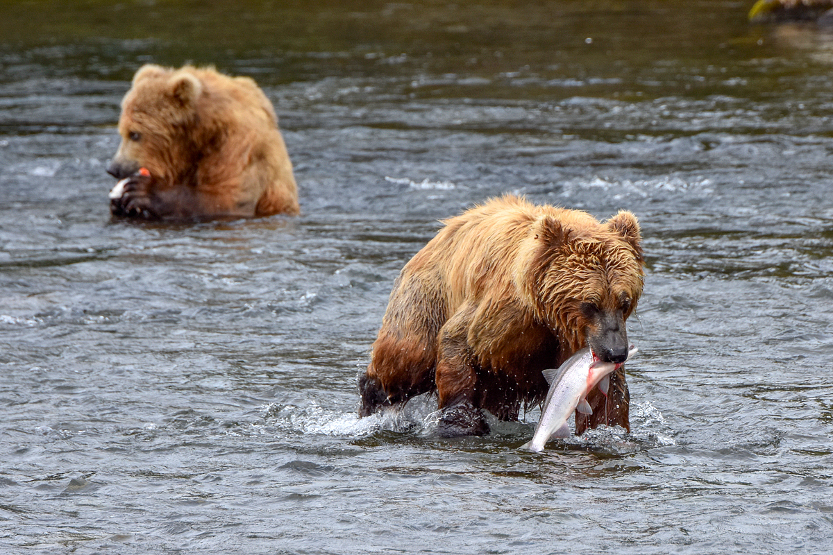 132 carries off a salmon