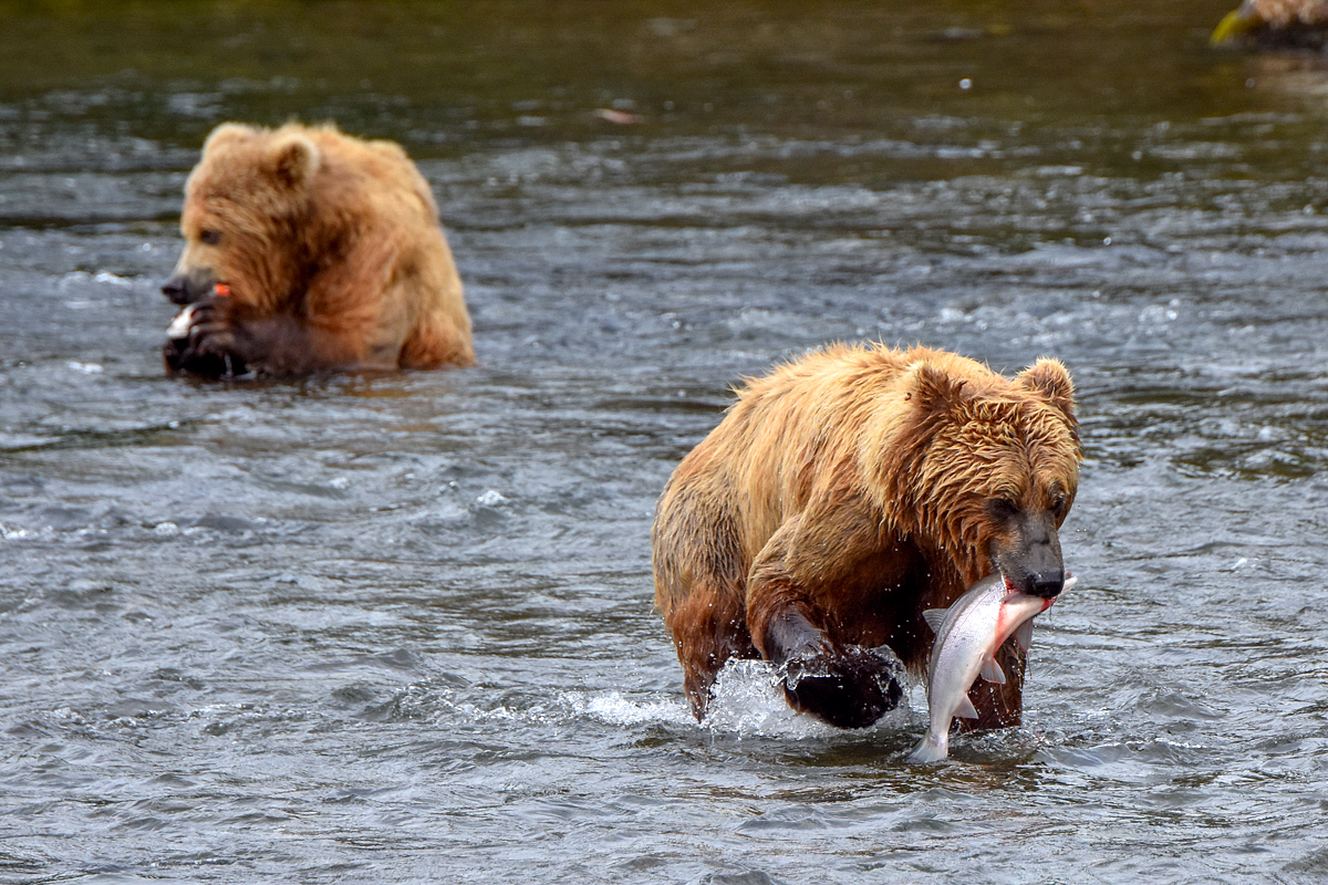 132 carries off a salmon