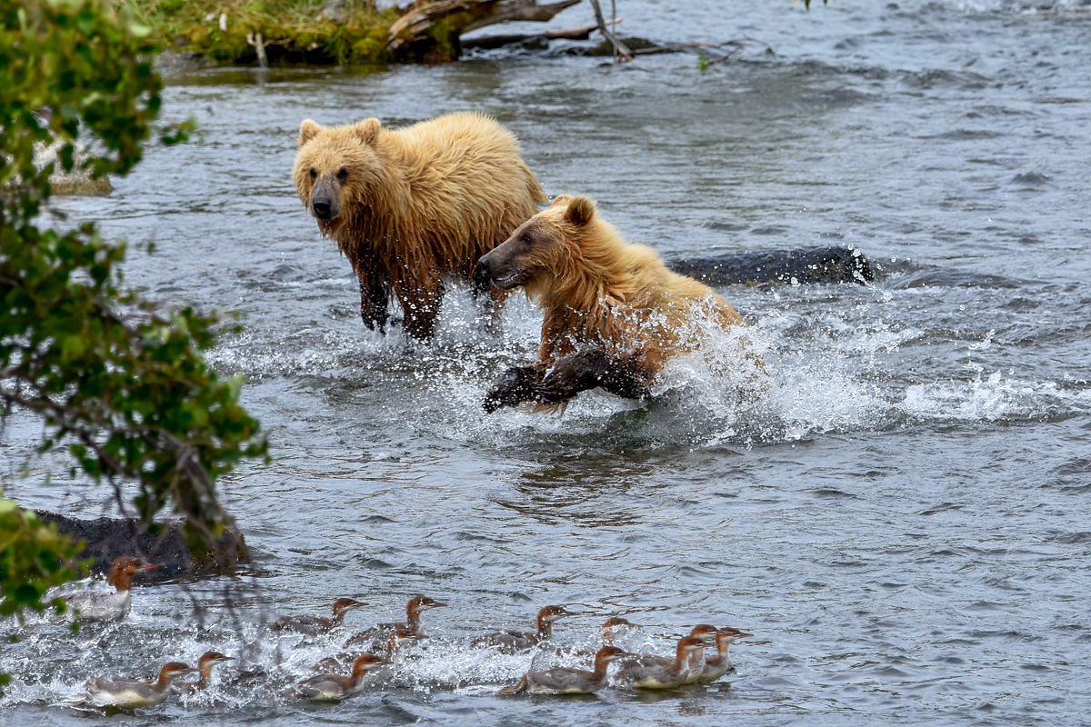 132's cubs