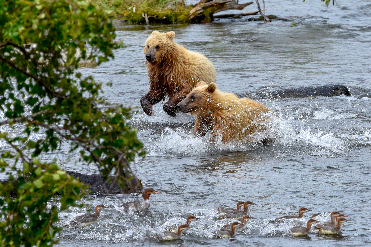 132's cubs