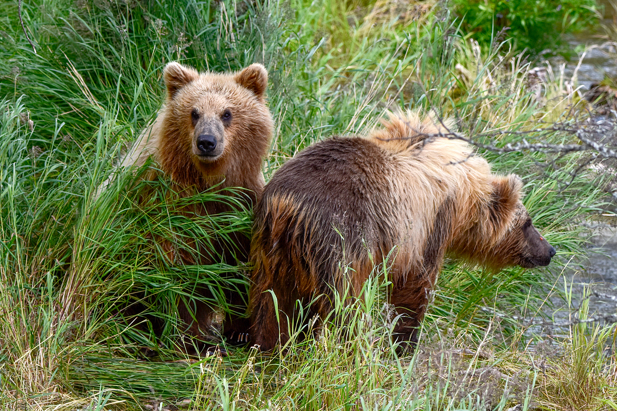 132's cubs