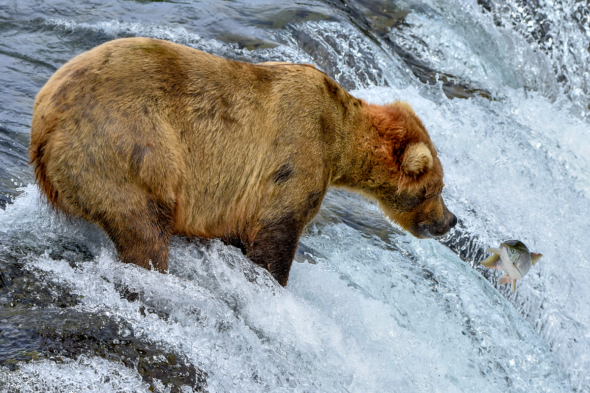 Beadnose & Salmon