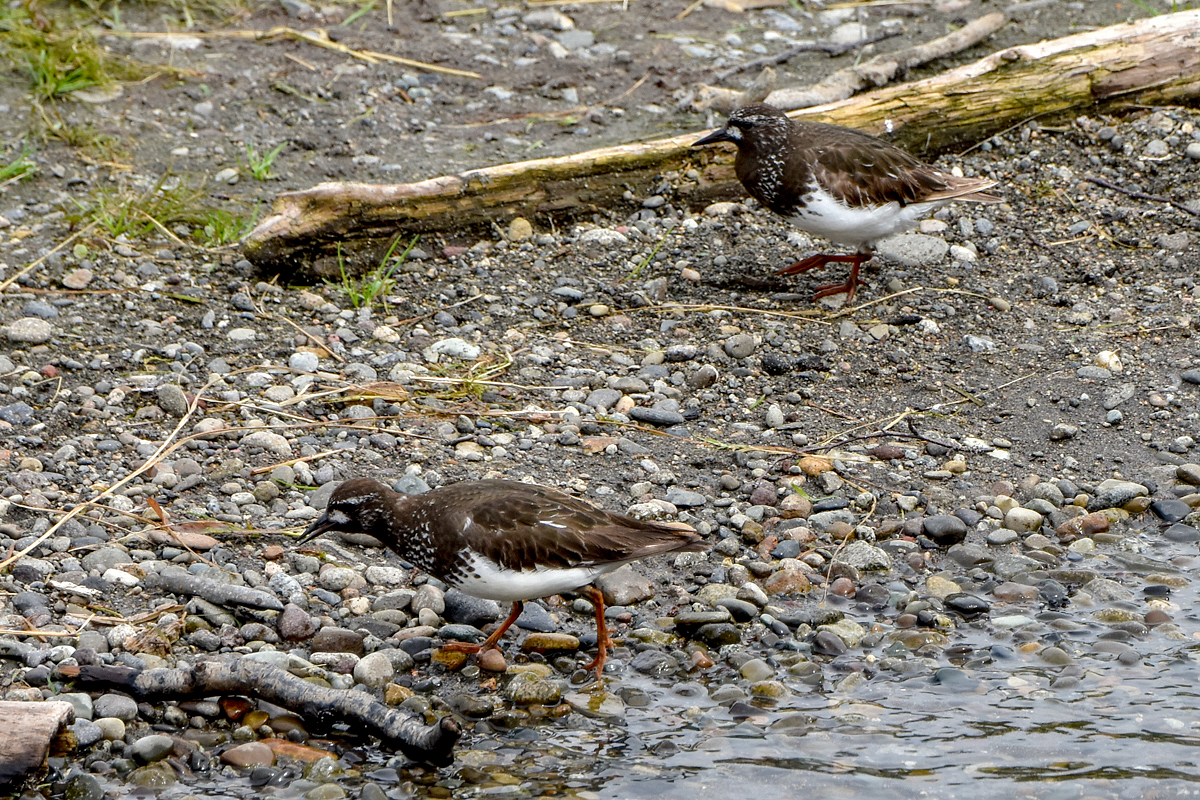 Black Turnstone