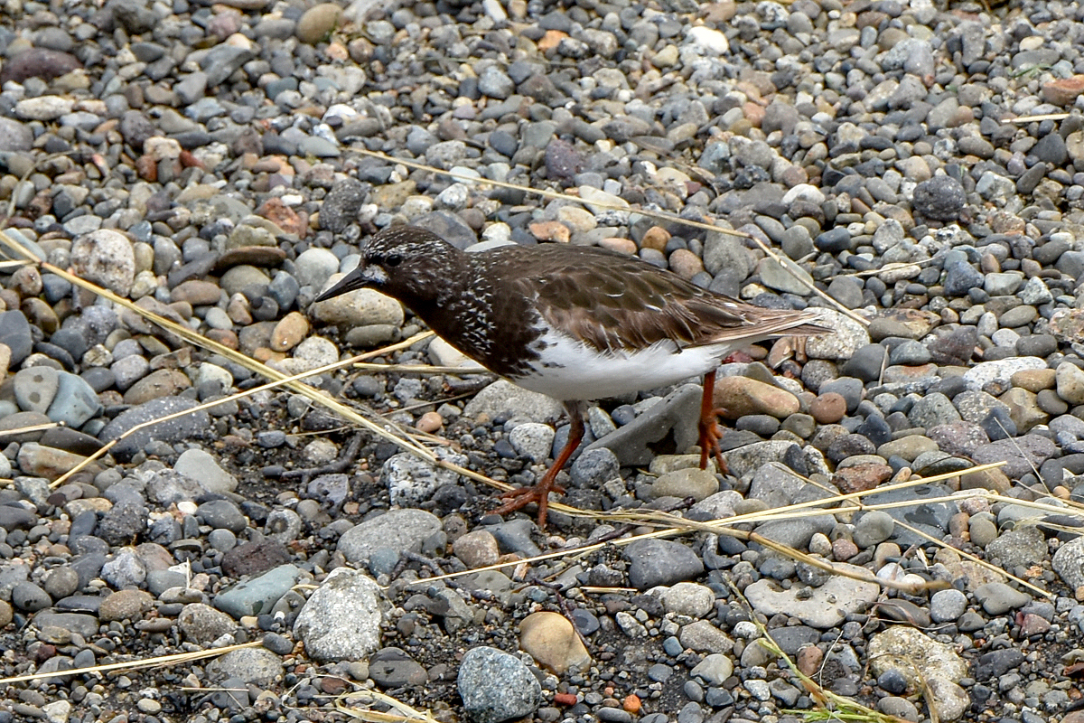 Black Turnstone