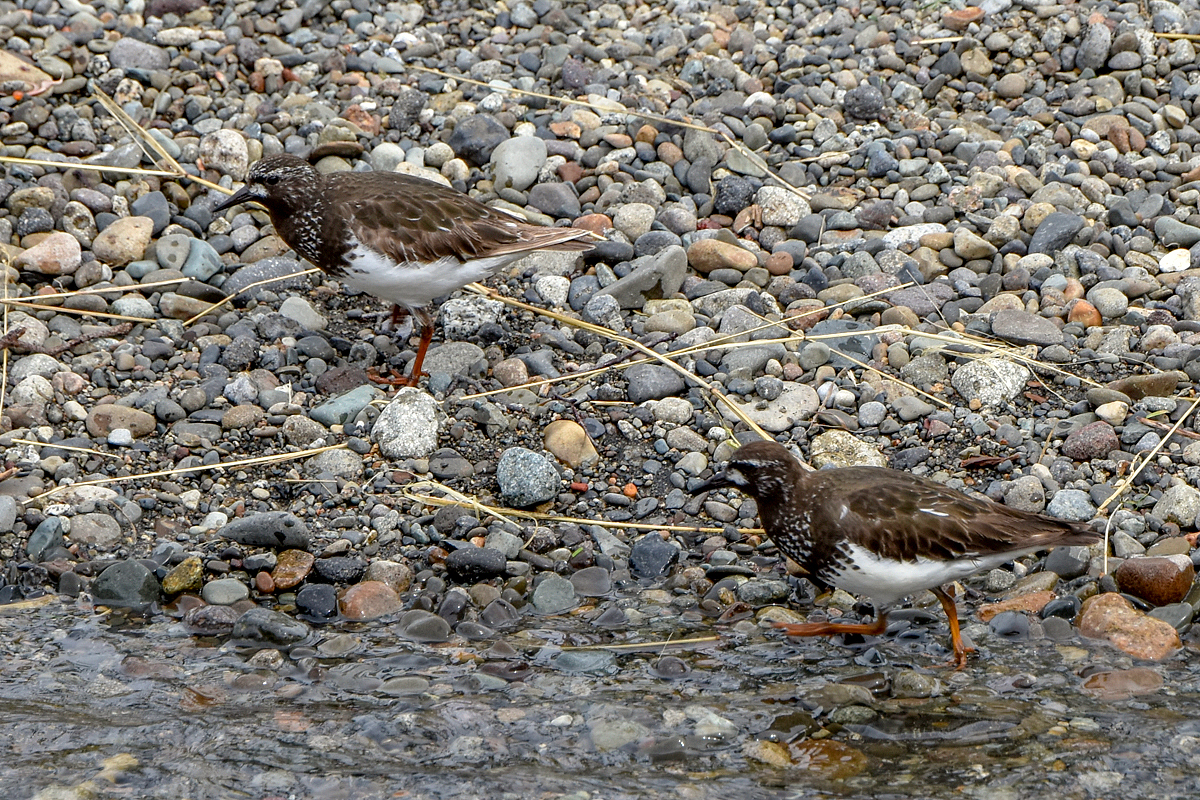 Black Turnstone