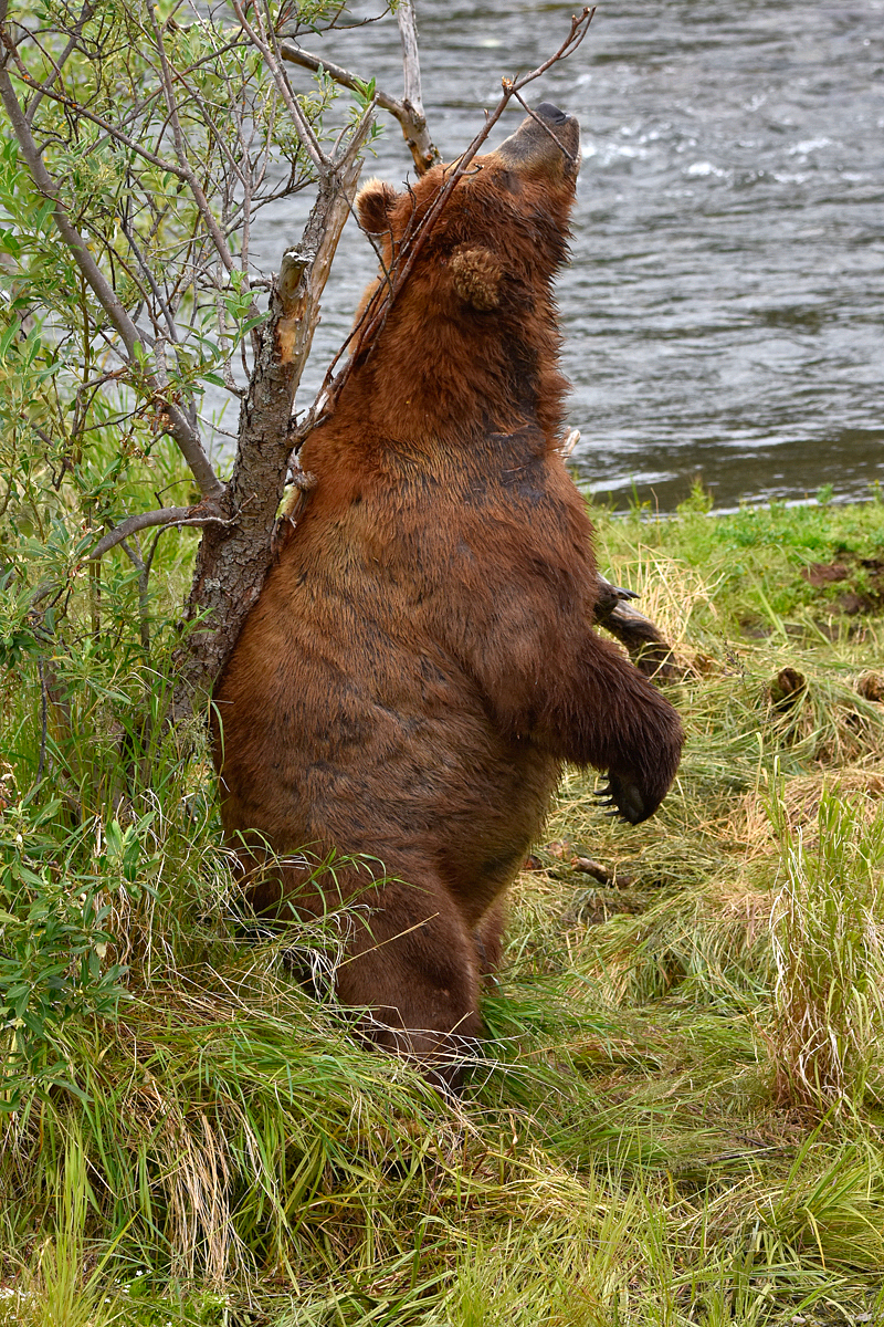 856 Returns to his back scratch tree