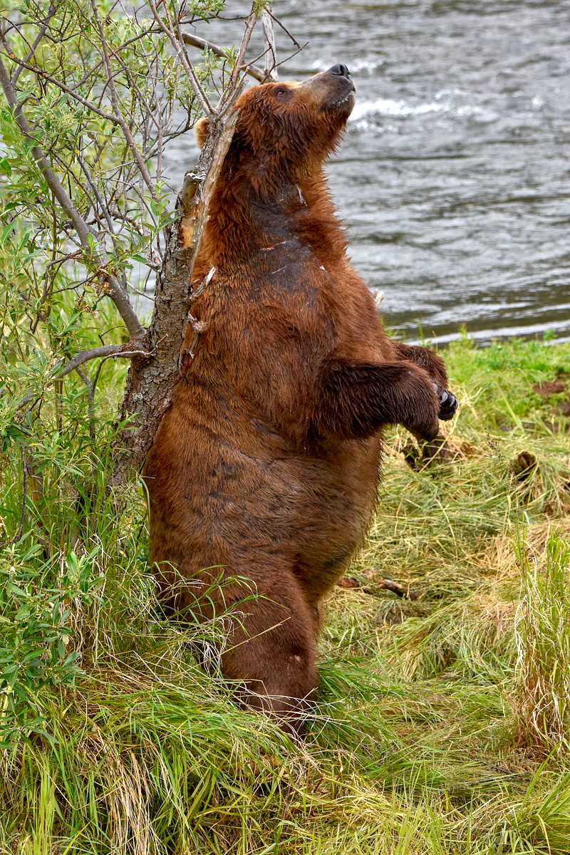 856 Returns to his back scratch tree