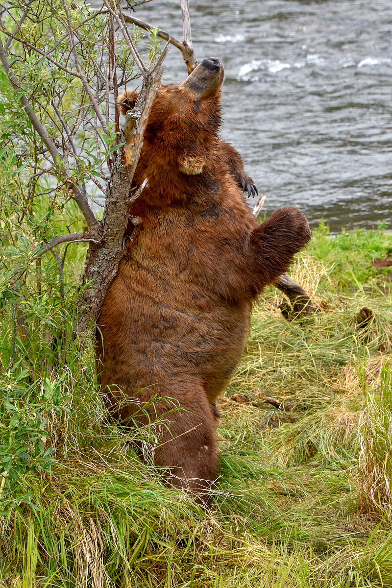 856 Returns to his back scratch tree