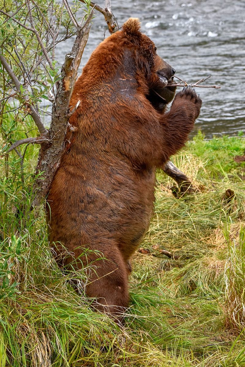 856 Returns to his back scratch tree