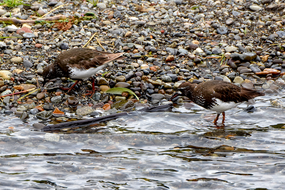 Black Turnstone