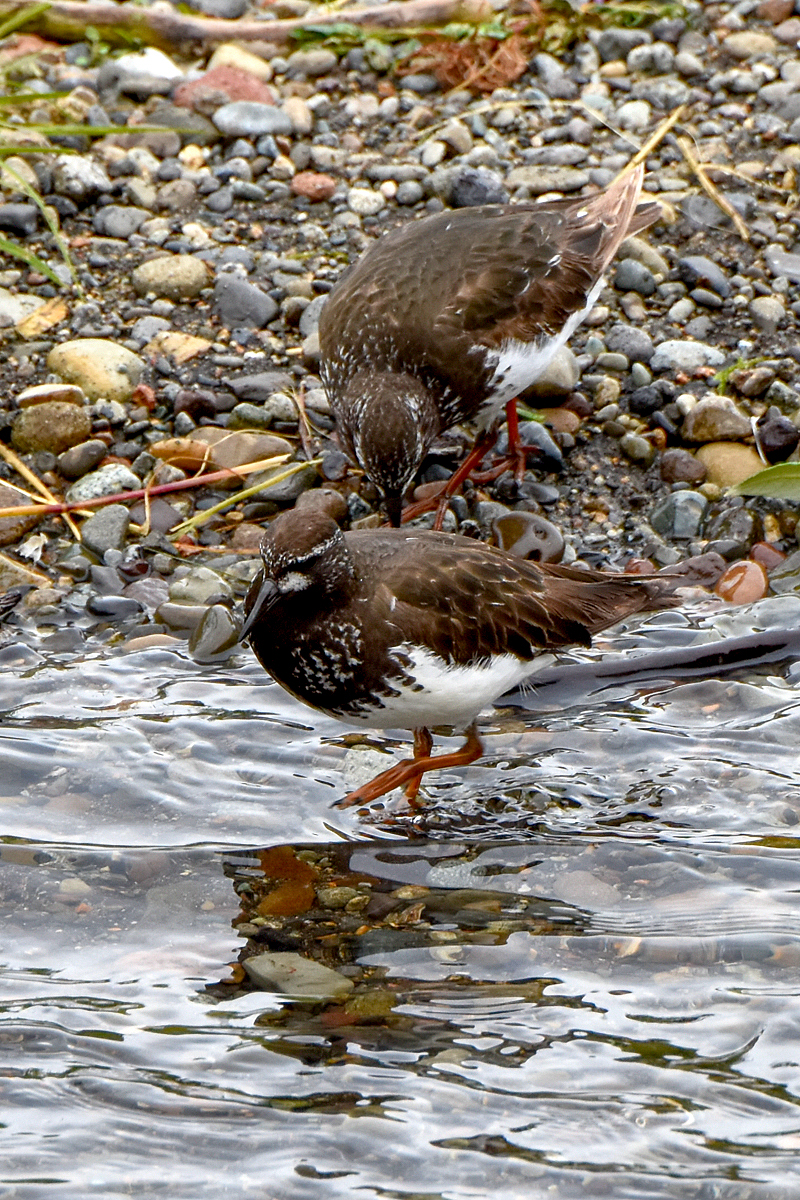 Black Turnstone