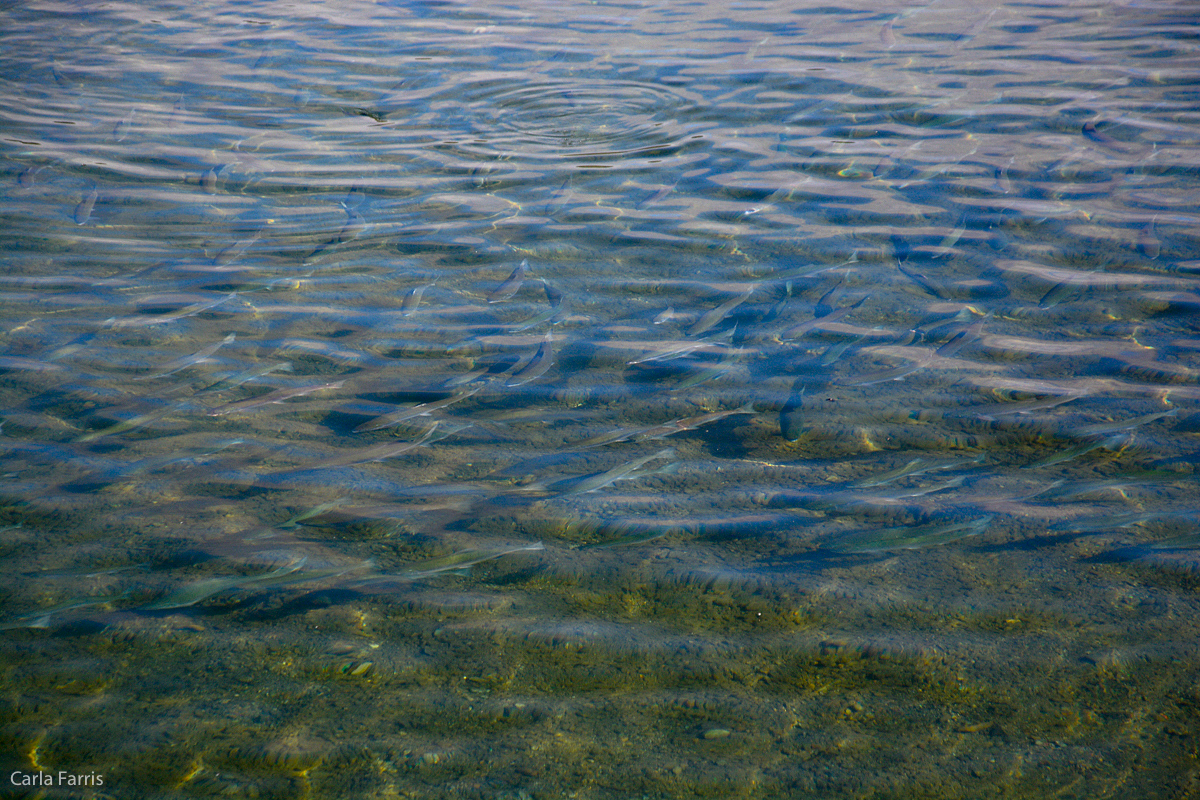 Salmon in Lower River